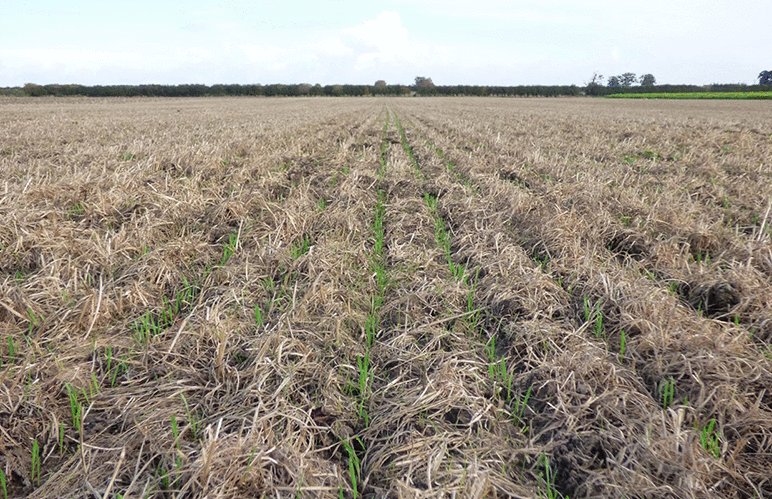 Field