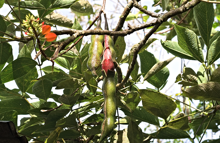 Balu tree fruit