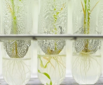 10 things you may not know about GMO