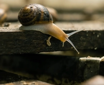 01_AreEdibleSnails_Thumb.webp