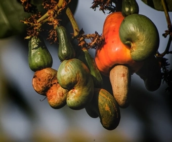 01_Cashew_Banner_1.webp