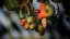 01_Cashew_Banner_1.webp