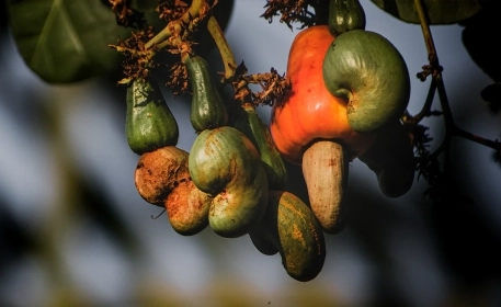 Cashew Nuts | How It’s Made