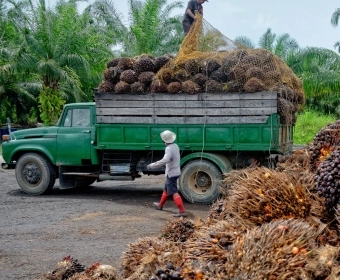 Palm Oil | How It’s Made