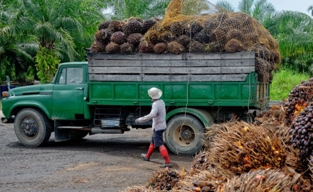 Palm Oil | How It’s Made