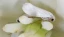 01_Pollination_Banner.webp