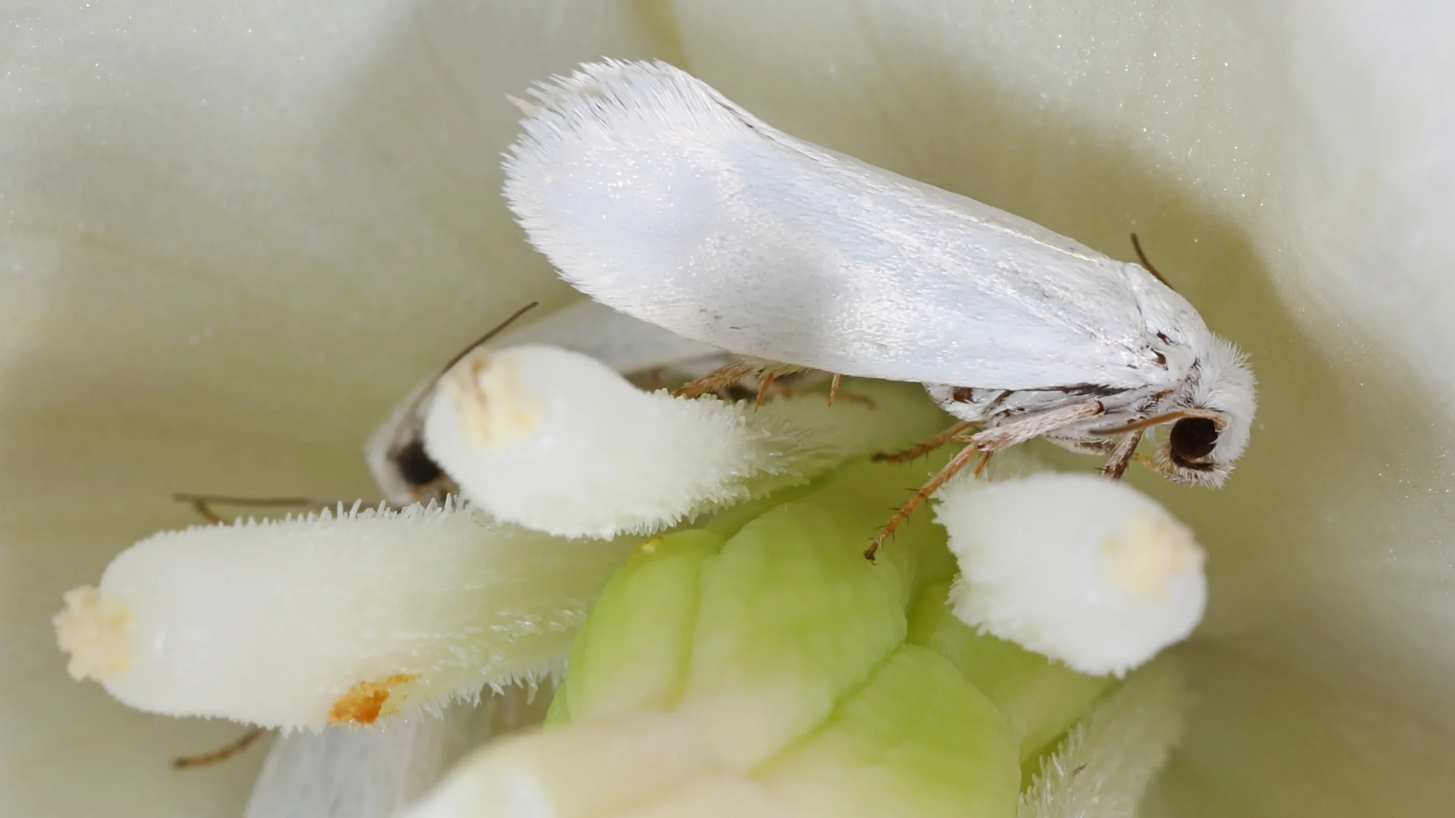 01_Pollination_Banner.webp