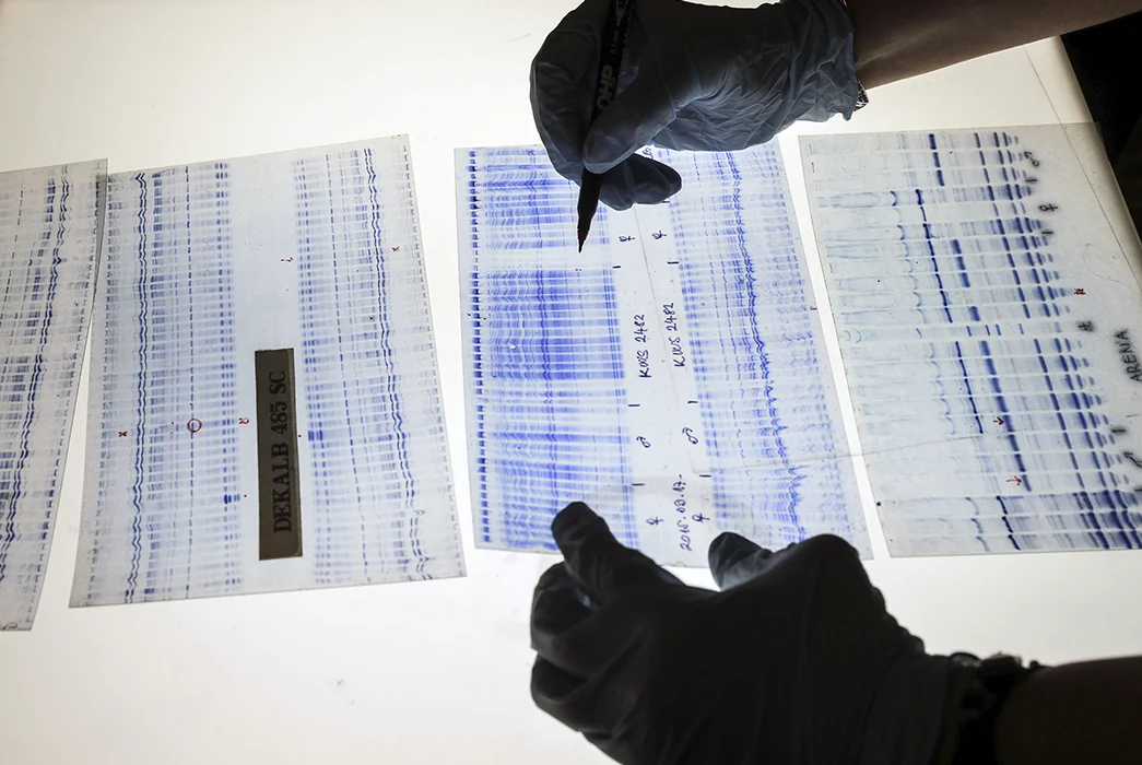 Genetic sequencing to test for genetic purity and genetically modified organisms (GMOs), Budapest, Hungary.