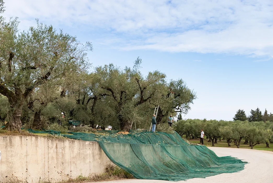 Olive harvest in Greece, Zakynthos island