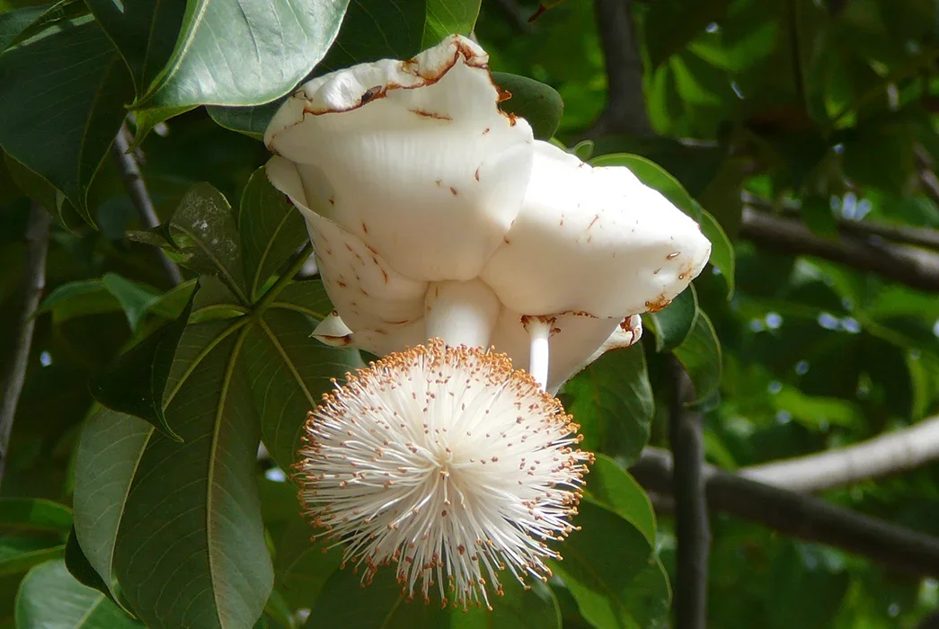 Most Adansonia species (African Baobad) are pollinated by bats.