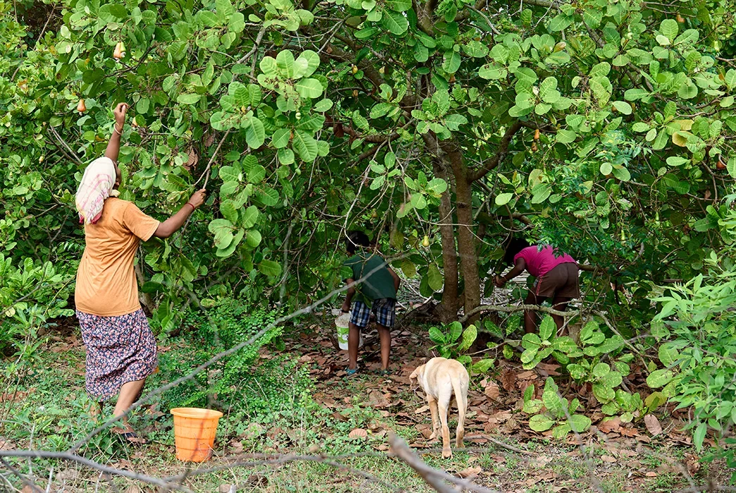 Cashew nut harvesting in a village in India.