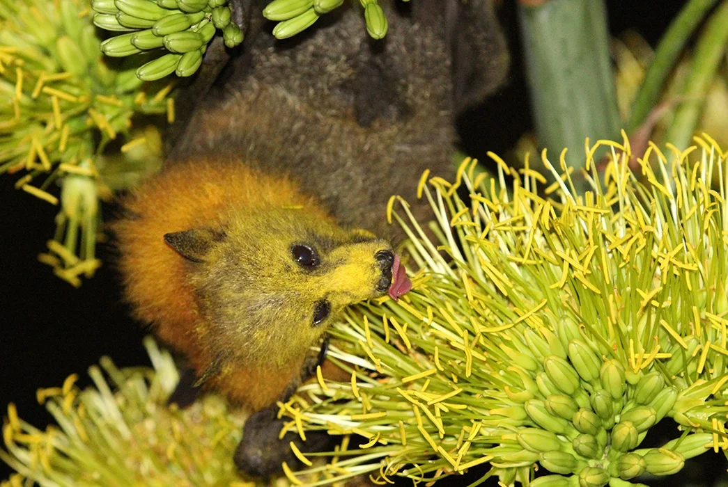 Grey-headed Flying Fox (Pteropus poliocephalus) eating flower nectar.