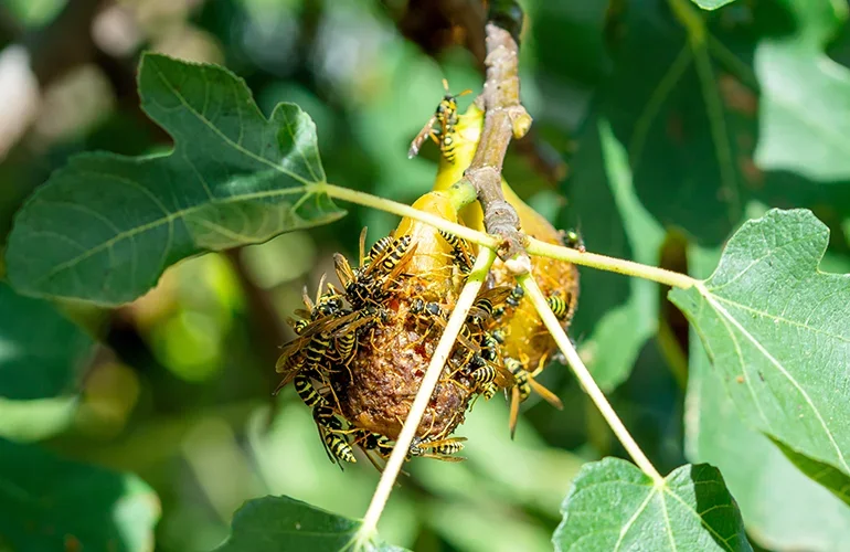 The fig tree and fig wasp have an obligate mutualistic relationship in nature.