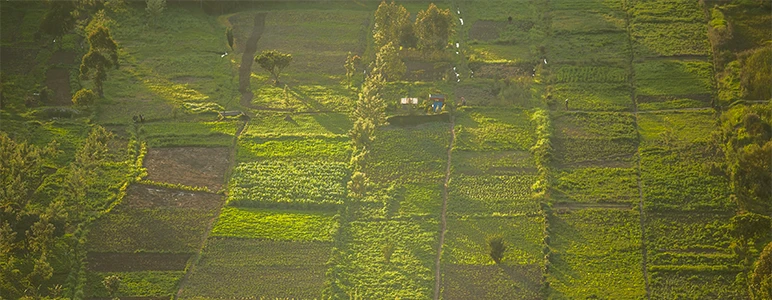 Kenyan corn farmer