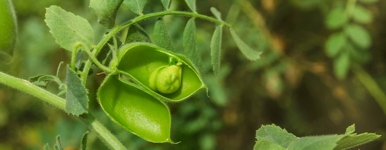 Legumes 