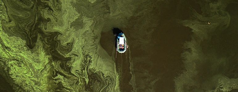 Algae  infected water