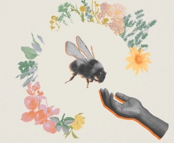 5_Ways_To_Support_Bees_Thumb.webp