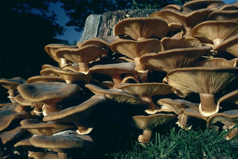 Fungi