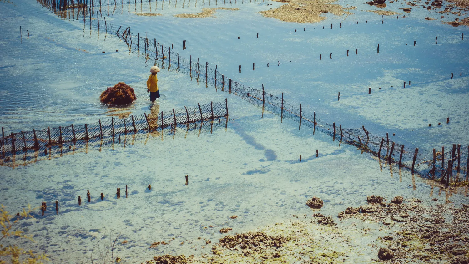 Farming Seaweed