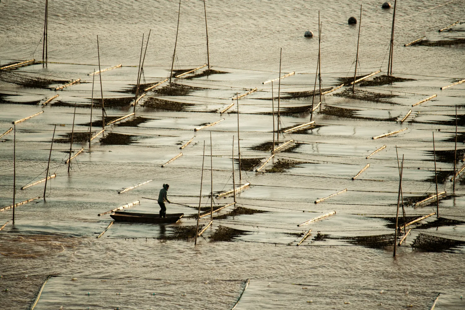 Farming Seaweed