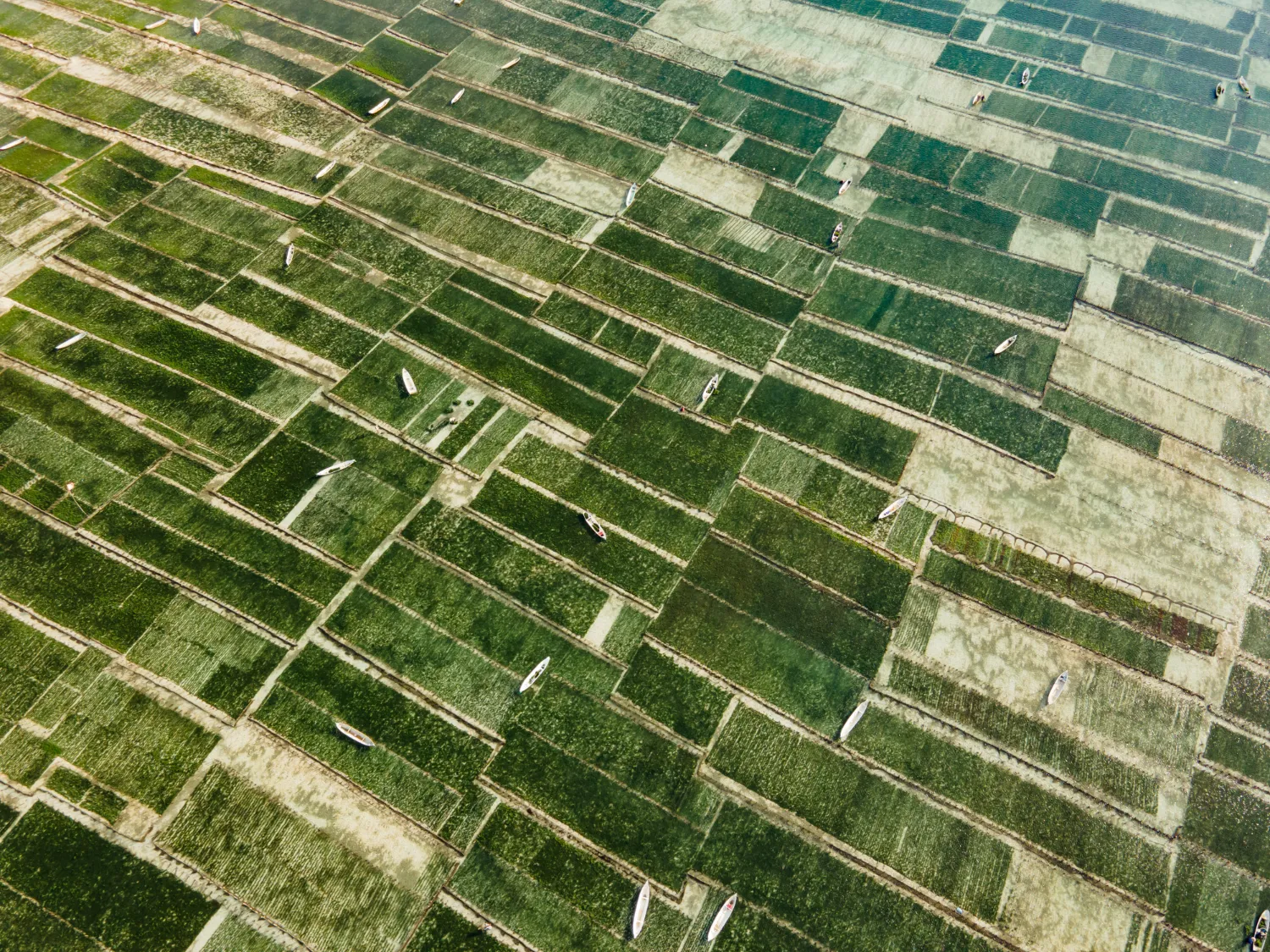 Farming Seaweed