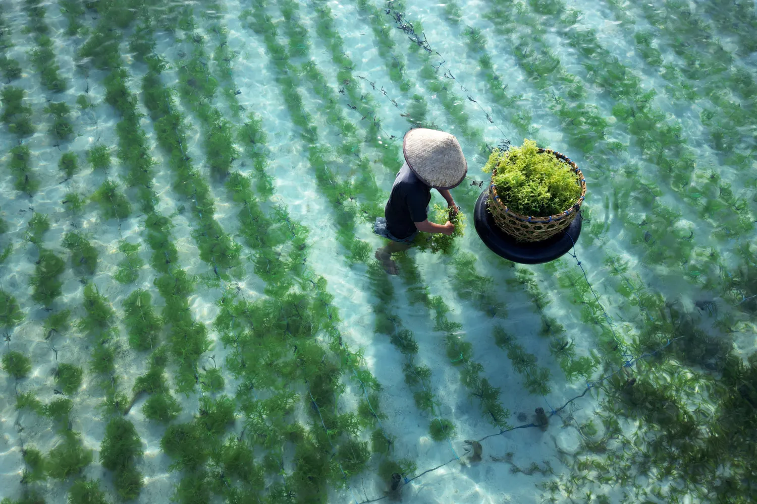 Farming Seaweed