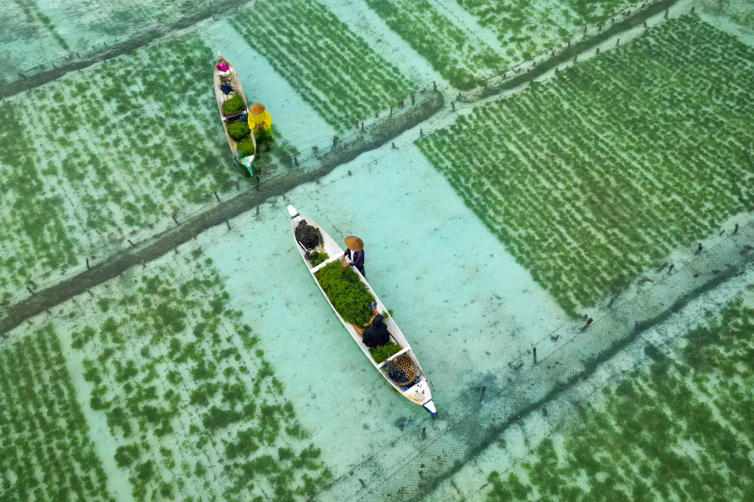 Farming Seaweed