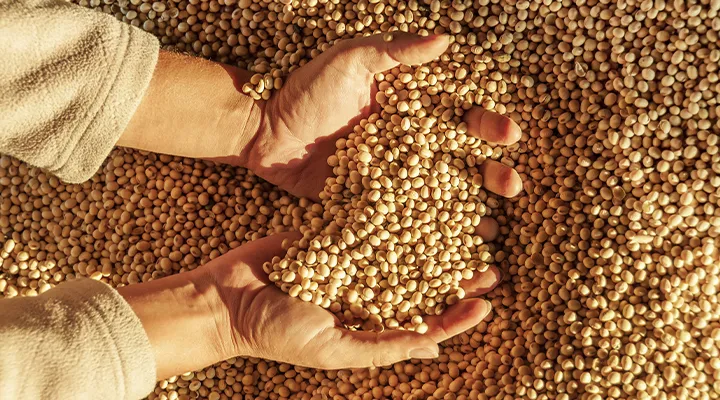 Soy 