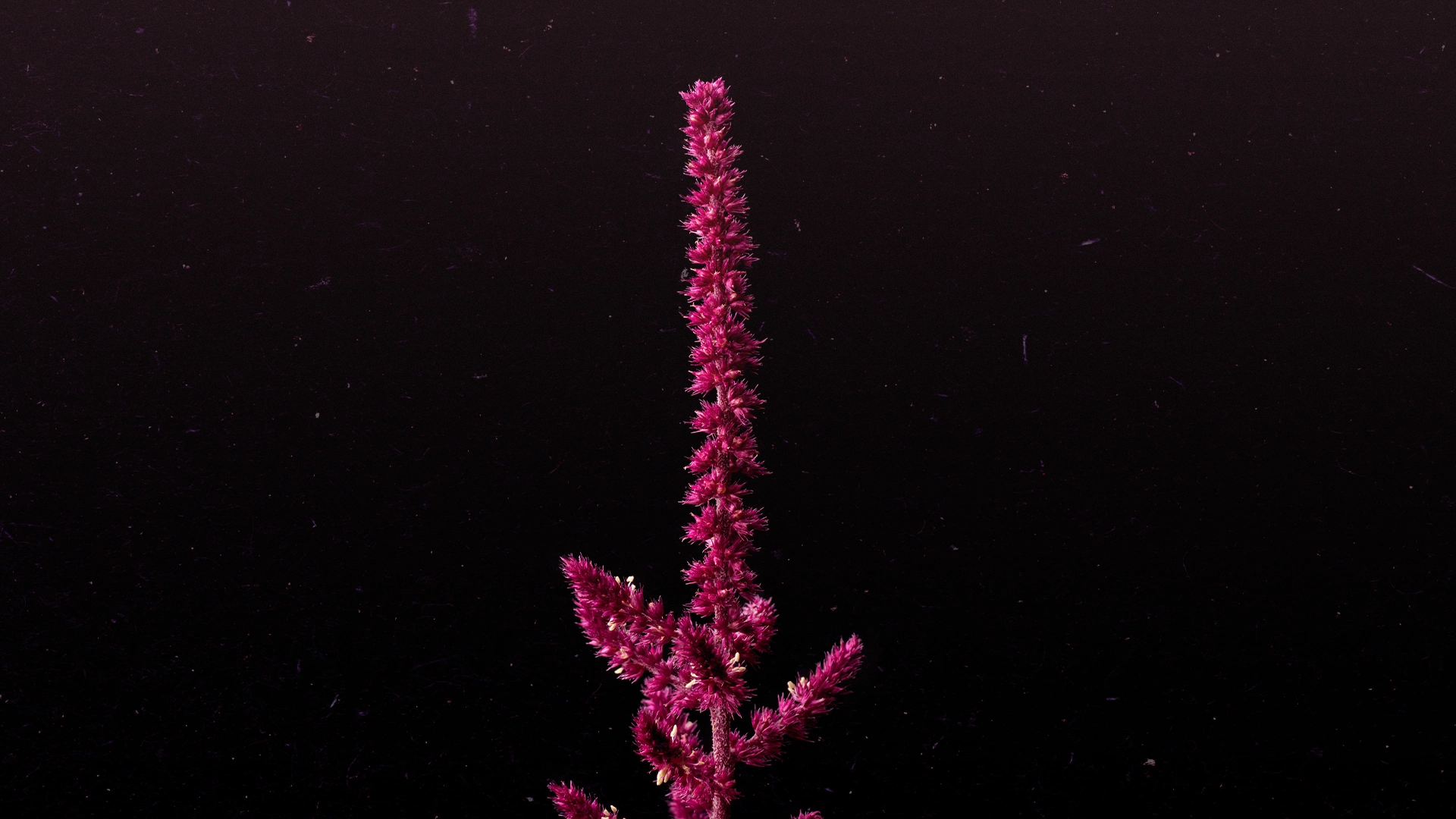 Amaranth_Banner.webp