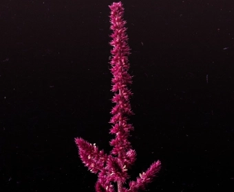 Amaranth_Thumb.webp