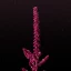 Amaranth_Thumb.webp