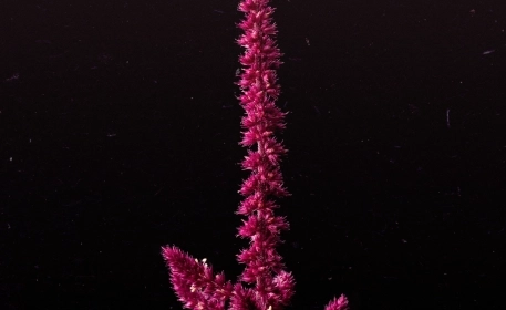 Amaranth: A staple of the past and a crop for the future