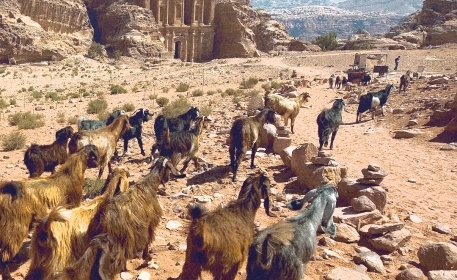 Ancient Farming Systems | Ask the Expert