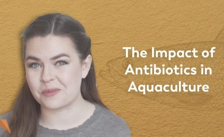 Antibiotics In Aquaculture: How Dangerous Are They Really? 