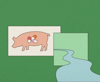 Antibiotics_farming.webp