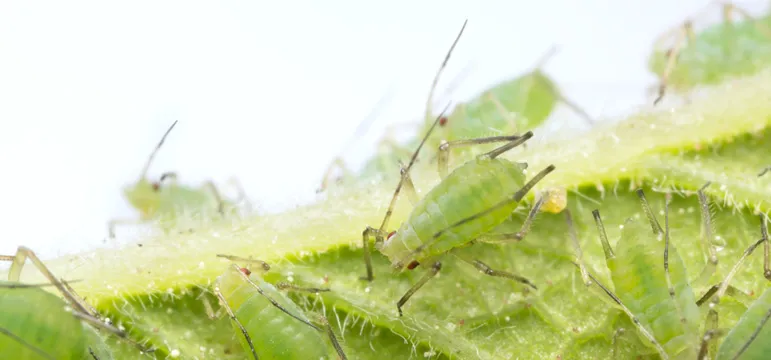 Insect Crop Combat Image 1