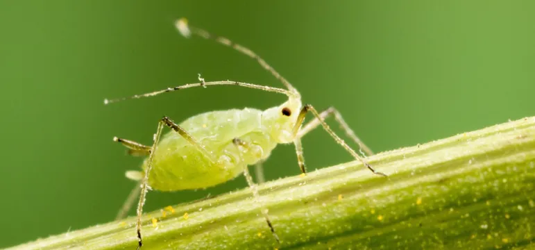 Insect Crop Combat Image 3