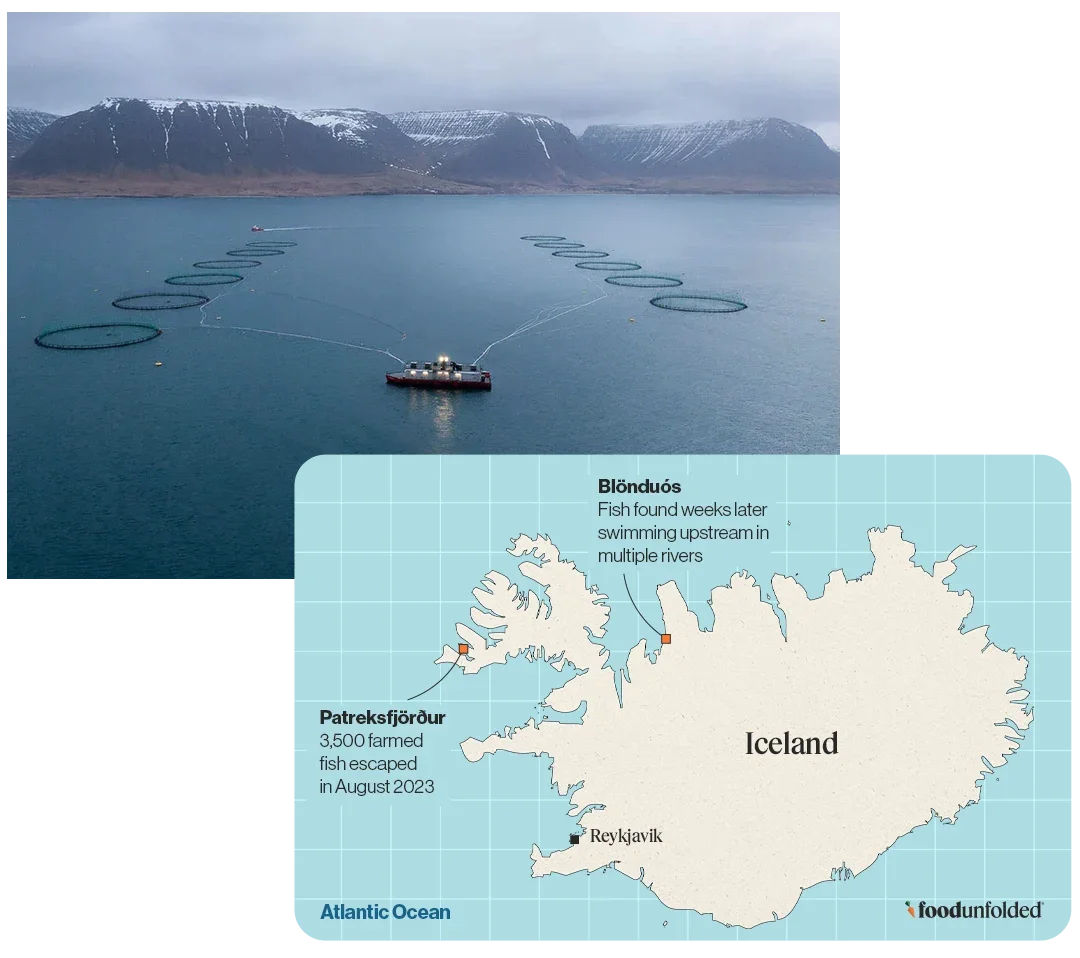 Iceland Salmon