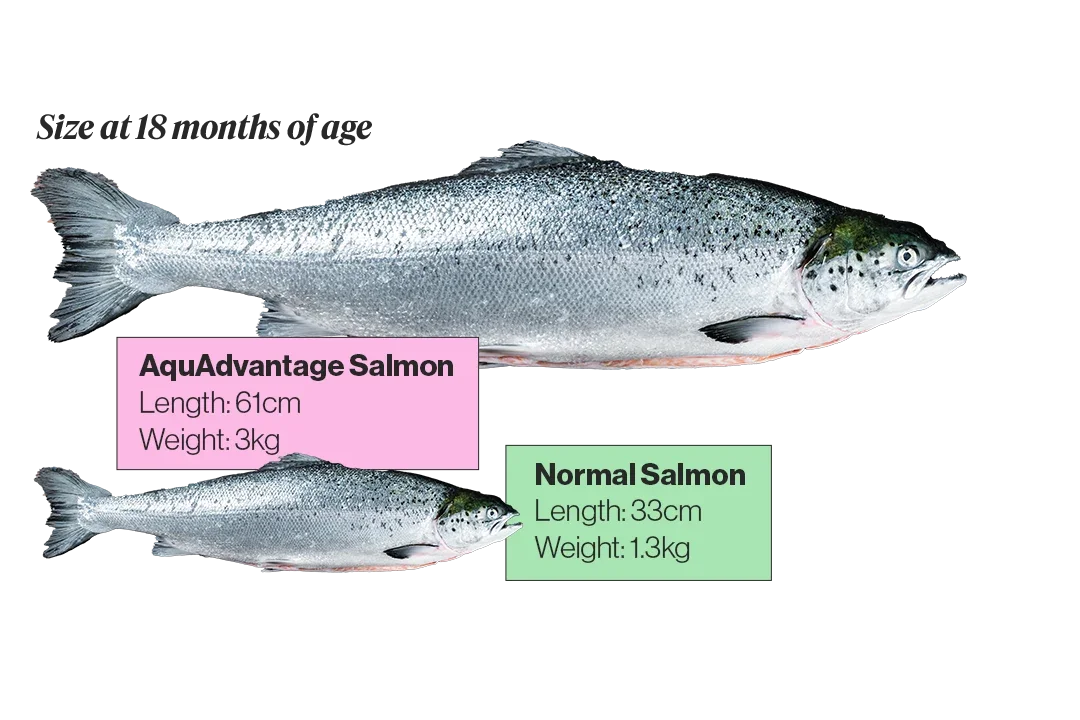  AquaAdvantage salmon