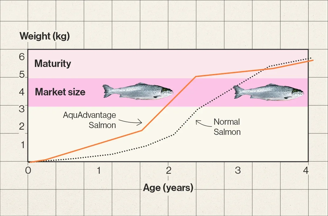  AquaAdvantage salmon