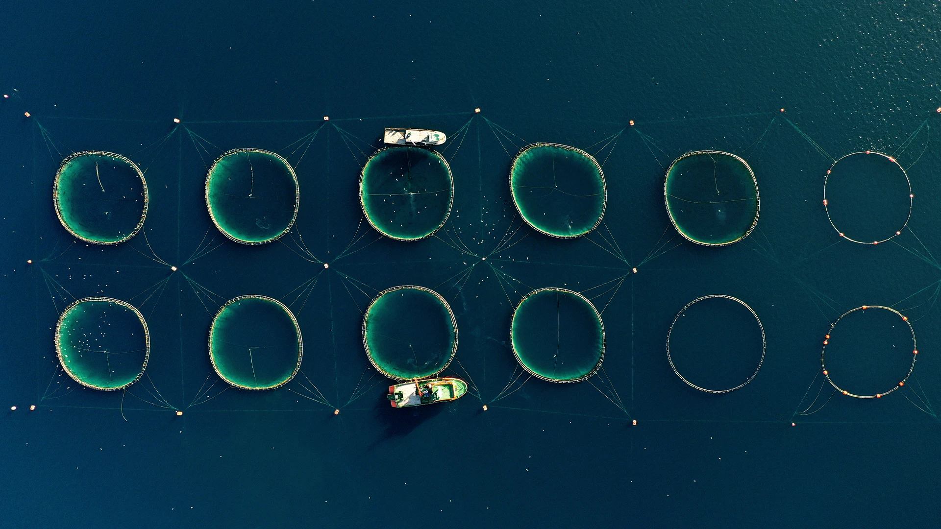 Article_Banner_Aquaculture_Feed-_Is_there_enough_to_go_around_.webp