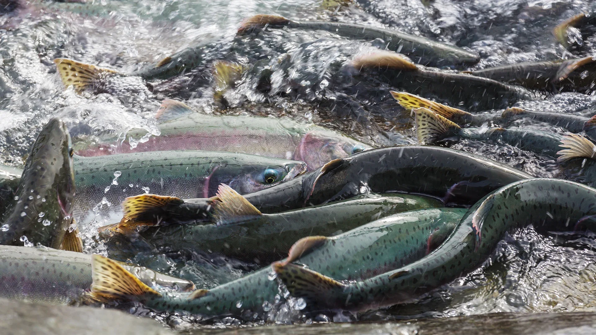 Article_Banner_AquAdvantage_Salmon.webp