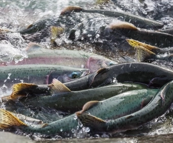 Article_Banner_AquAdvantage_Salmon.webp