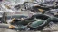 Article_Banner_AquAdvantage_Salmon.webp