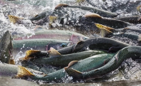 AquAdvantage Salmon, The Only Genetically Modified Fish On The Market