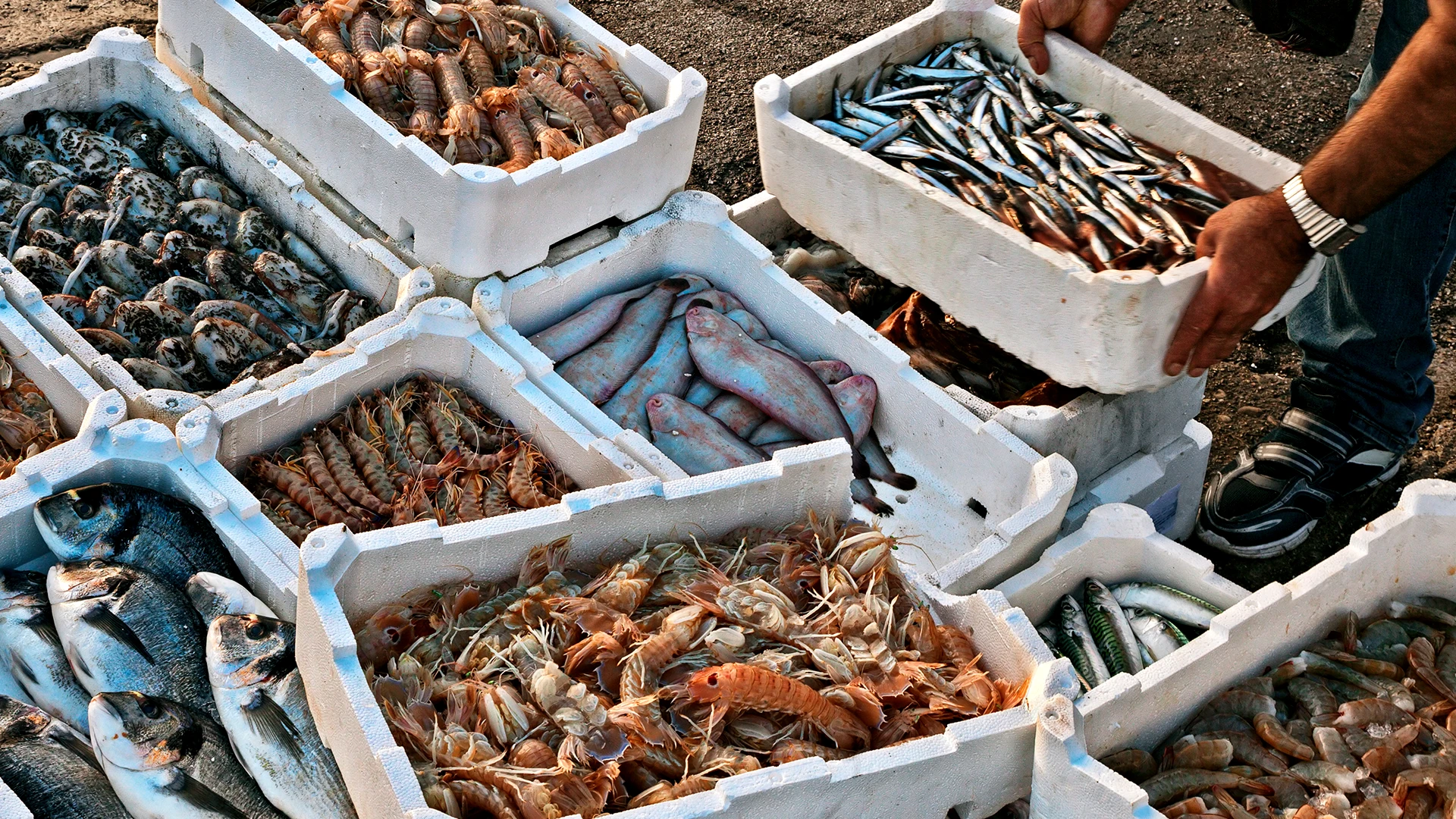 Article_Banner_ARTICLE_Seafood-_Are_we_eating_the_right_species__Dec_2022.webp