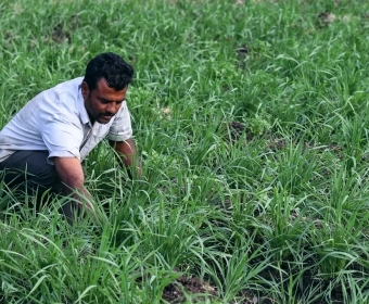 Article_Banner_Emmer_Wheat_(1).webp