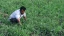 Article_Banner_Emmer_Wheat_(1).webp
