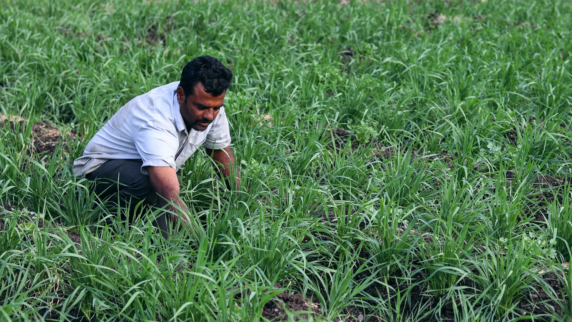 Article_Banner_Emmer_Wheat_(1).webp