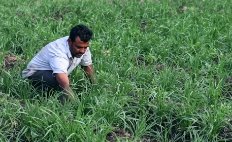 The Indian Farmers Battling Climate Change With 10,000-year-old Emmer Wheat